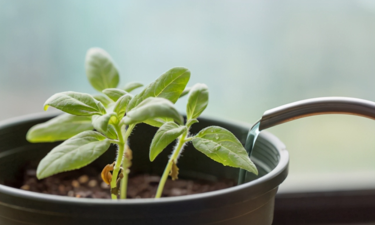 喜欢向日葵就栽一盆它吧！注意3点既能观赏又能吃