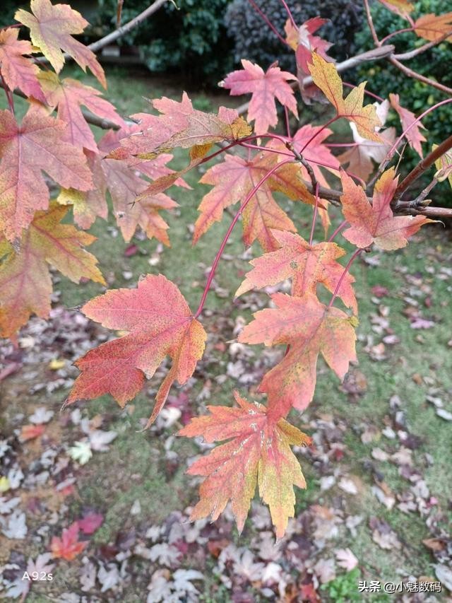 oppoa92s评测玩机报告,oppoa92s还值得入手吗