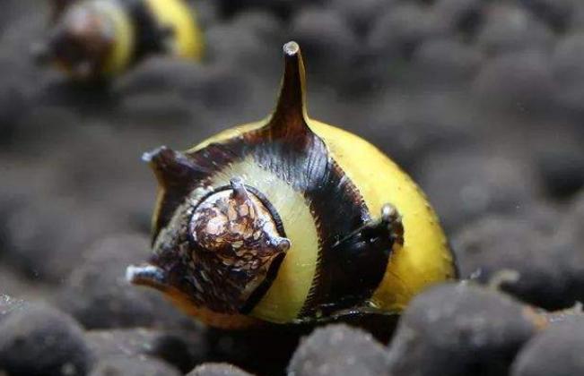 鱼缸放观赏螺好不好,鱼缸观赏螺推荐