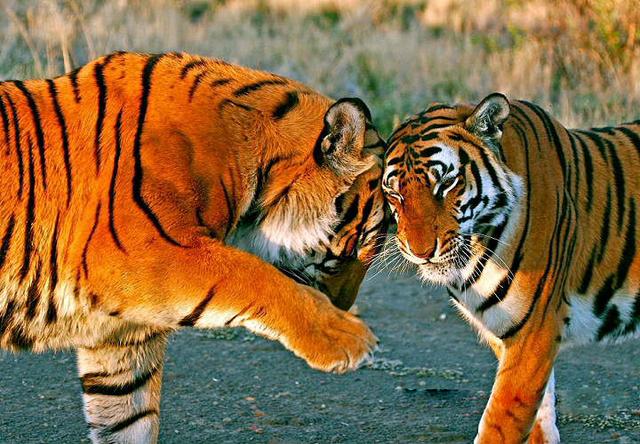 老虎谷的现状,南非老虎谷华南虎野化现状