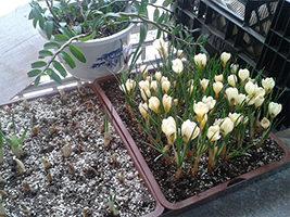 藏红花种球四季种植室内阳台花卉,阳台盆栽藏红花的配土