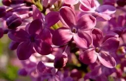 中国各市的市花,全国56个城市市花一览