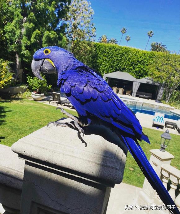 欧美最普遍的宠物鹦鹉品种,外国宠物店有什么鹦鹉品种