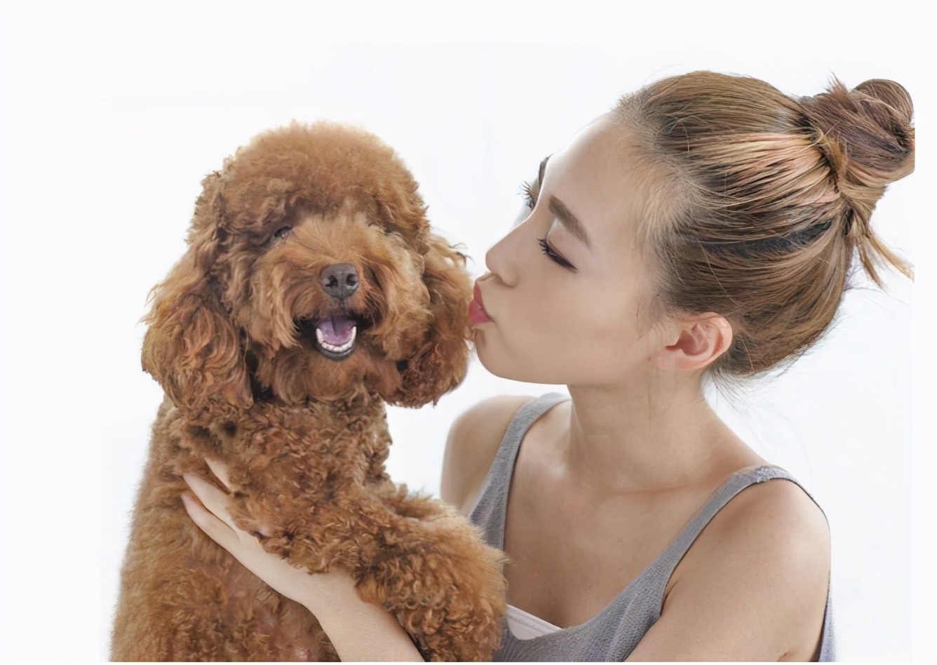 泰迪犬初老的5大表现你家有哪些,泰迪犬不尊重主人的表现