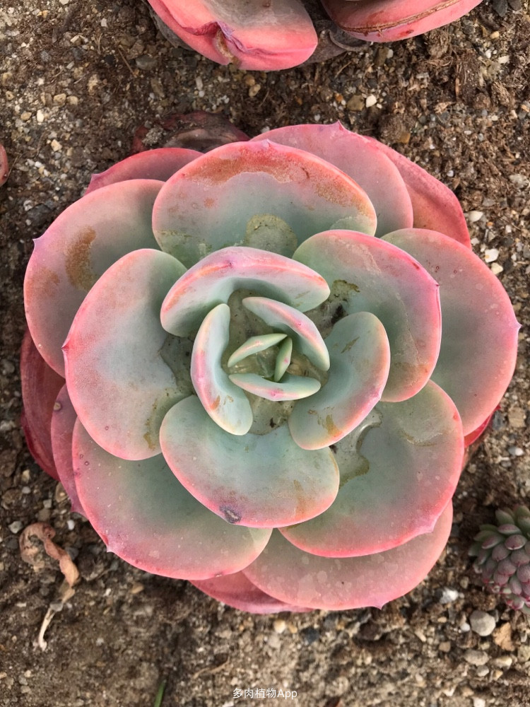 1000种多肉植物图鉴大全大图,景天科1000种多肉植物图鉴