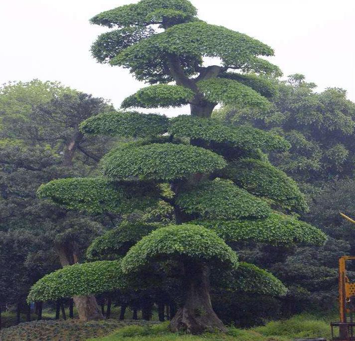 怎样能管理好一个苗圃,苗圃如何运营