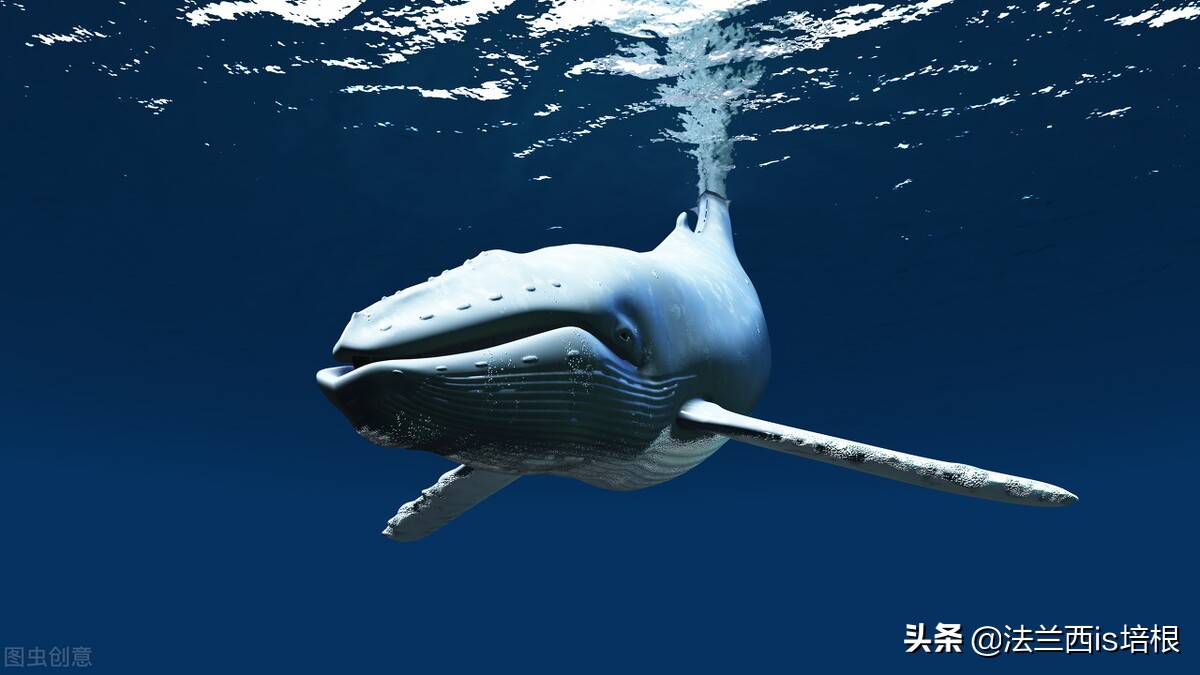 猫咪一直张嘴哈气会是卡住了吗,猫咪会打安哥拉兔吗