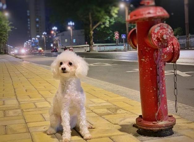 狗狗换新主人多久能适应,狗狗换了主人后会有什么表现