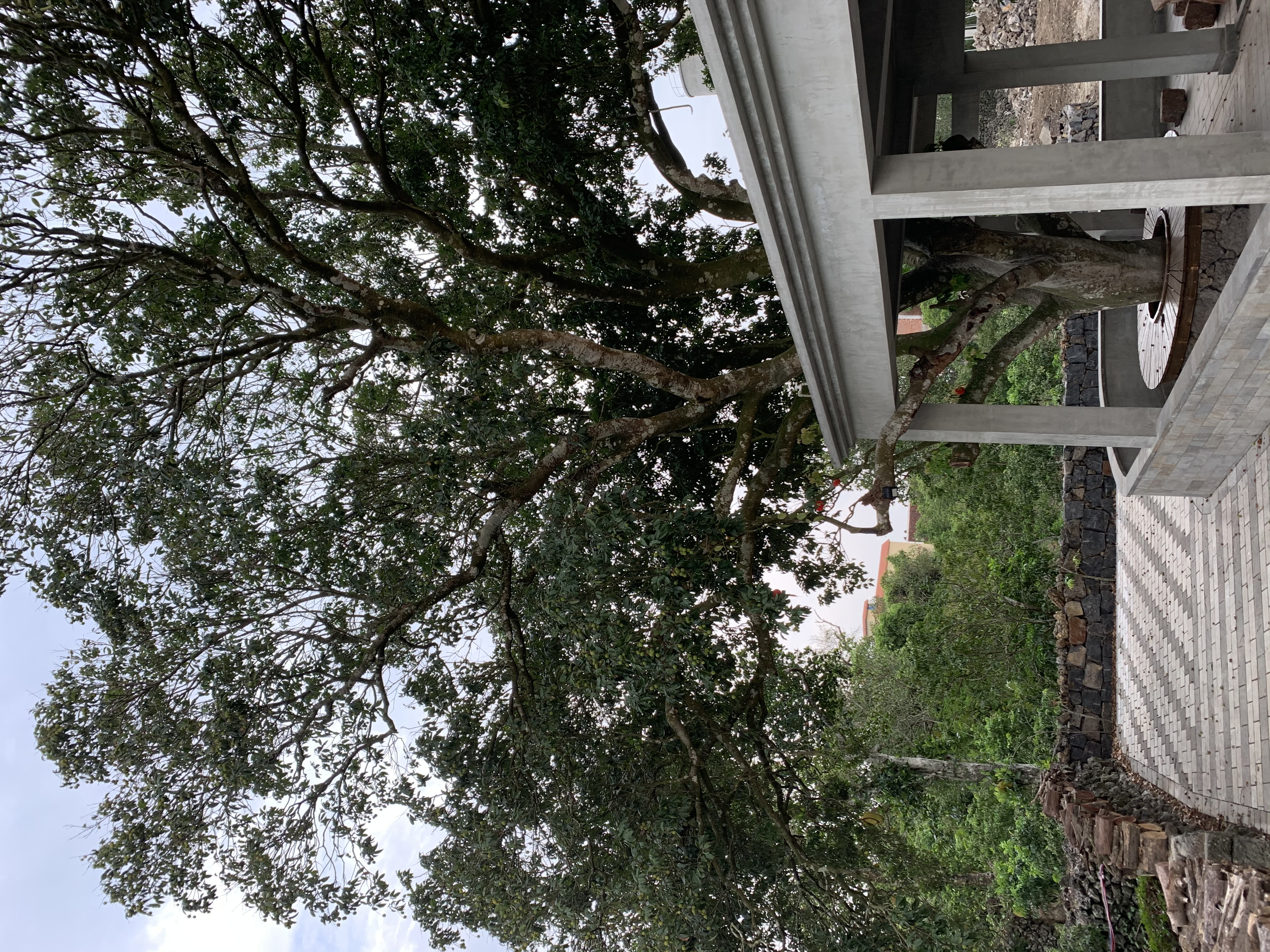 百年荔枝古树探秘,贡园百年古树荔枝