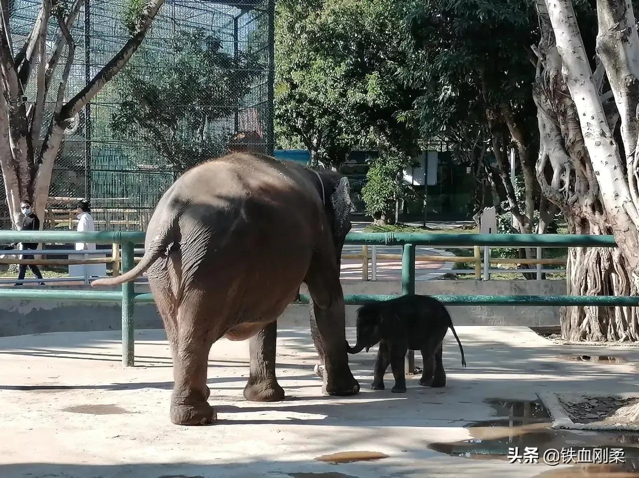西双版纳景洪景区介绍,西双版纳景洪旅游胜地
