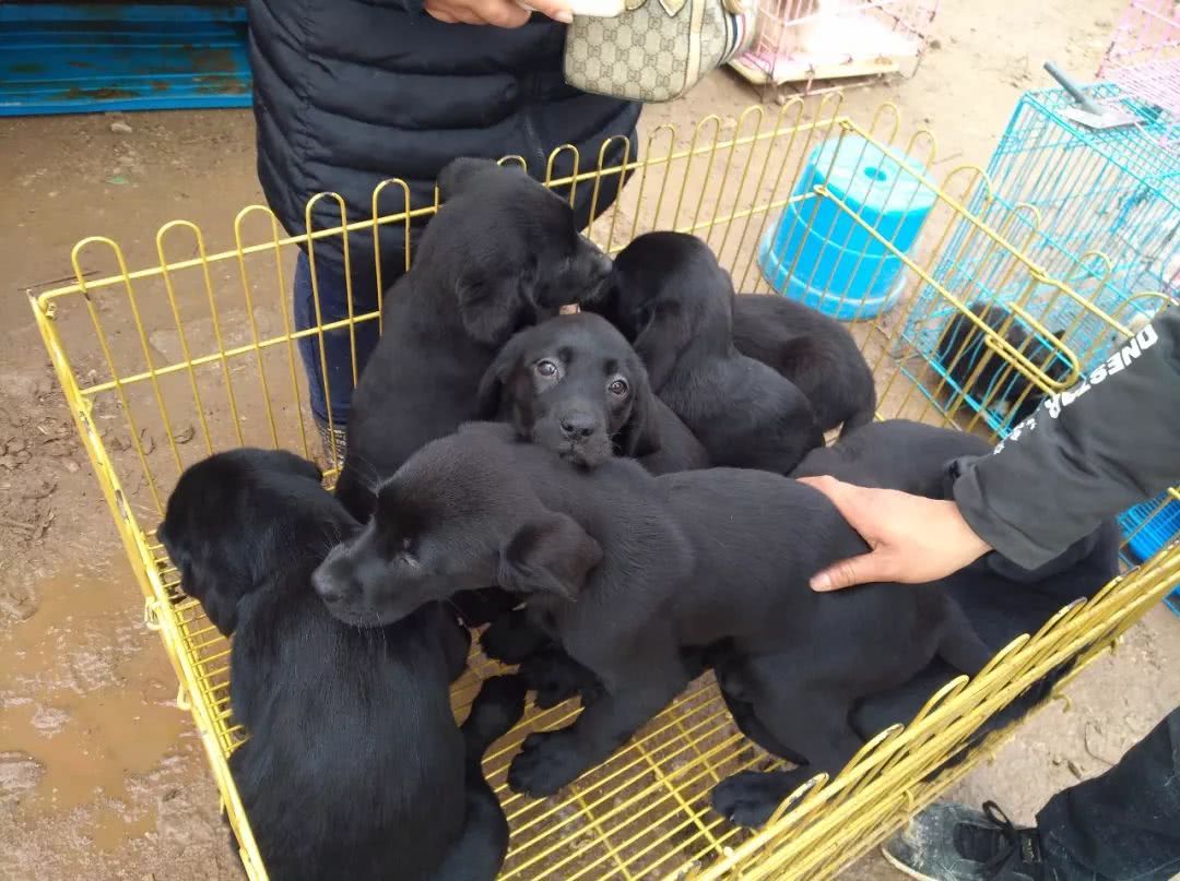 农村狗市300元就卖了的拉布拉多,同城自家拉布拉多小狗出售