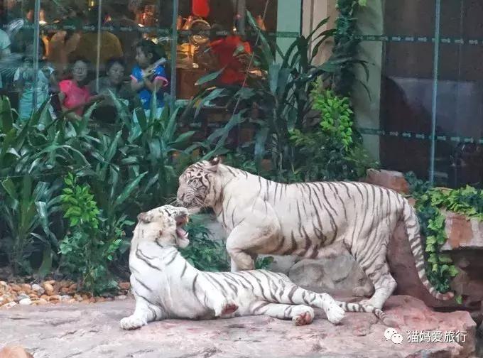 广州长隆野生动物园全程步行攻略,2天游玩广州长隆野生动物园攻略