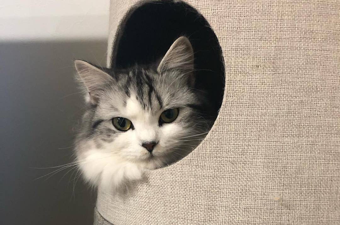 公猫排尿困难？可能是“膀胱结石”在作怪…