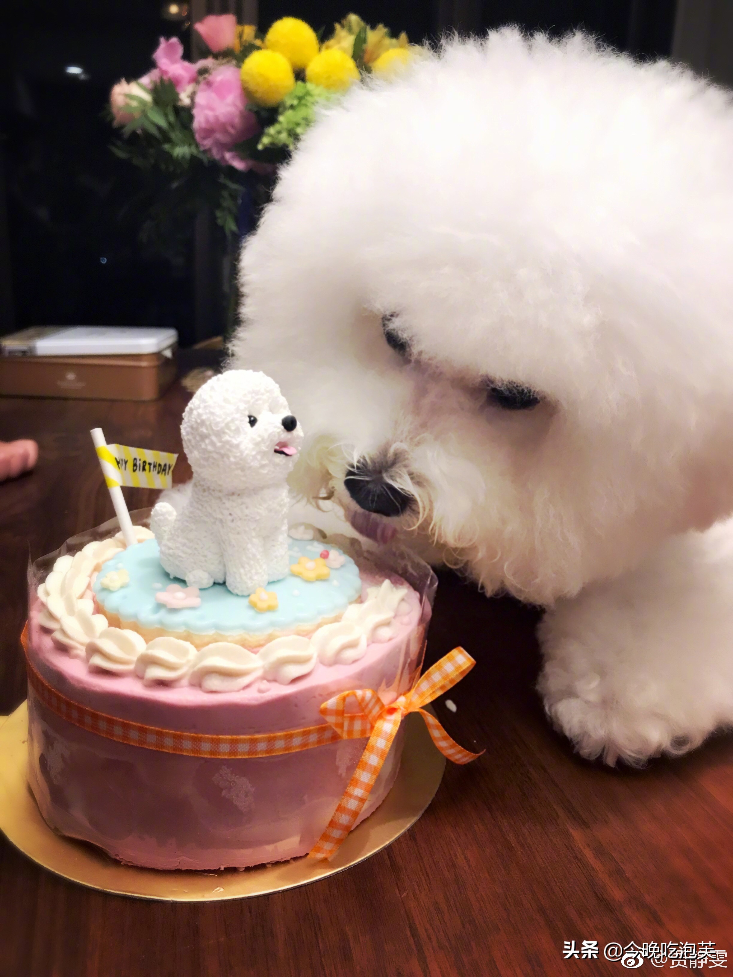 比熊犬为什么不喜欢吃狗粮,比熊犬为什么不吃狗粮