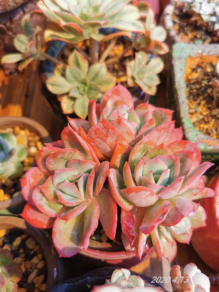 养多肉的人生感悟,人生如同养花