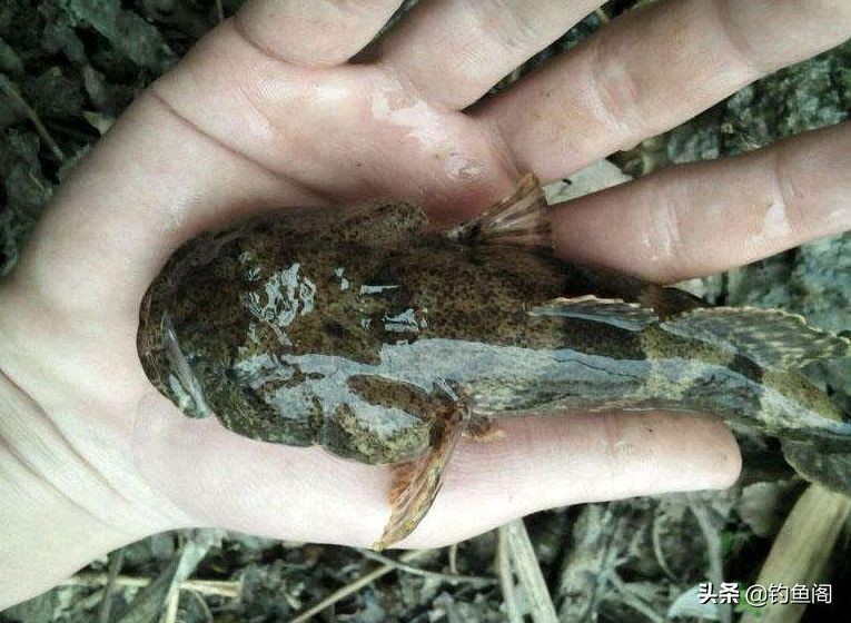 凶猛虎头鱼,虎头鱼特性