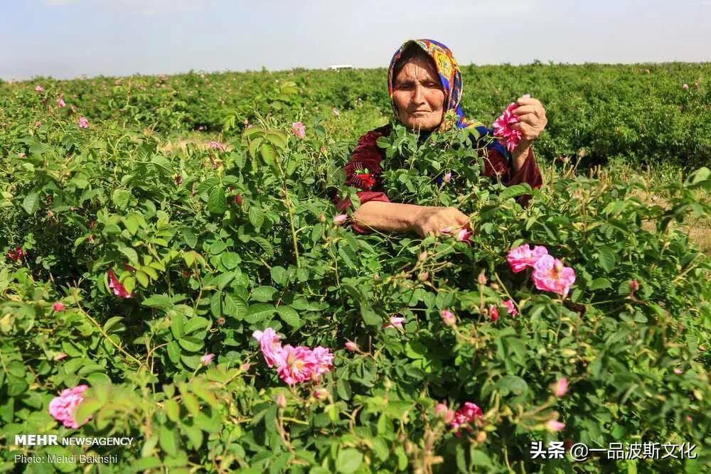 伊犁大马士革玫瑰花,伊朗大马士革纯玫瑰露