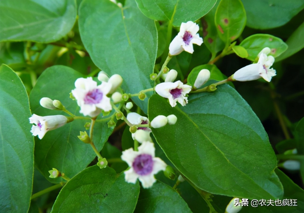 广西野菜臭藤,福建民间草药鸡屎藤