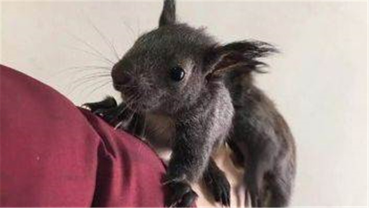 如何挑选一只亲人的魔王松鼠,新手养魔王松鼠好还是红腹松鼠