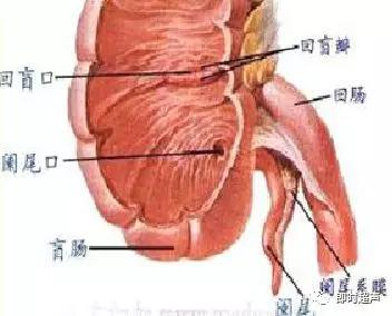 小儿消化道急症超声