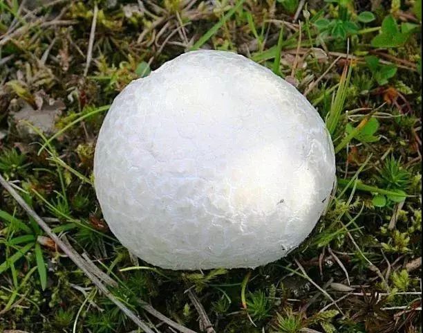 摄影彩色蘑菇,摄影师拍摄迷你蘑菇