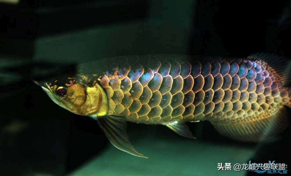 龙鱼受惊后关灯静养还是开灯,龙鱼刚到家应该开灯还是关灯静养