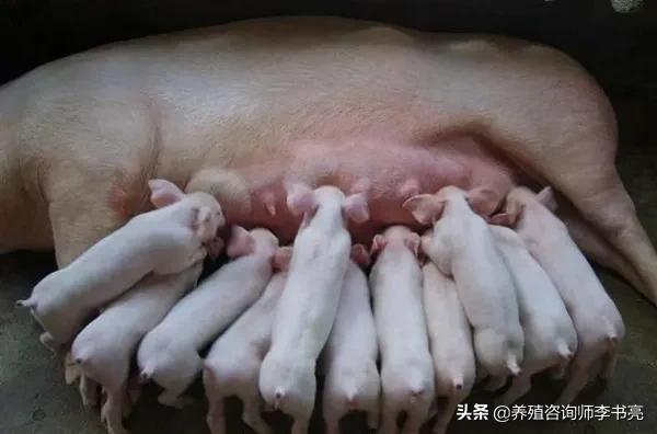 母猪产后消炎头孢一次用量,母猪产后子宫消炎用什么药