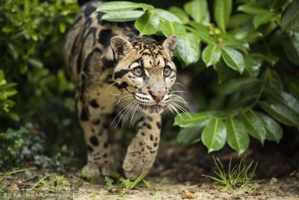 猴子可以戏耍猫科动物,猴子野外见了大型猫科动物