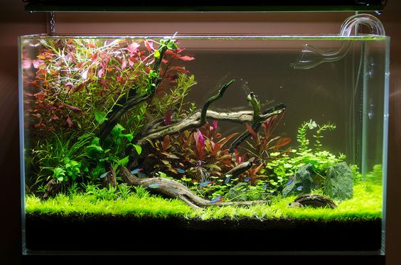 新手初开草缸种什么前景草,水草泥放在陶粒上面还是下面