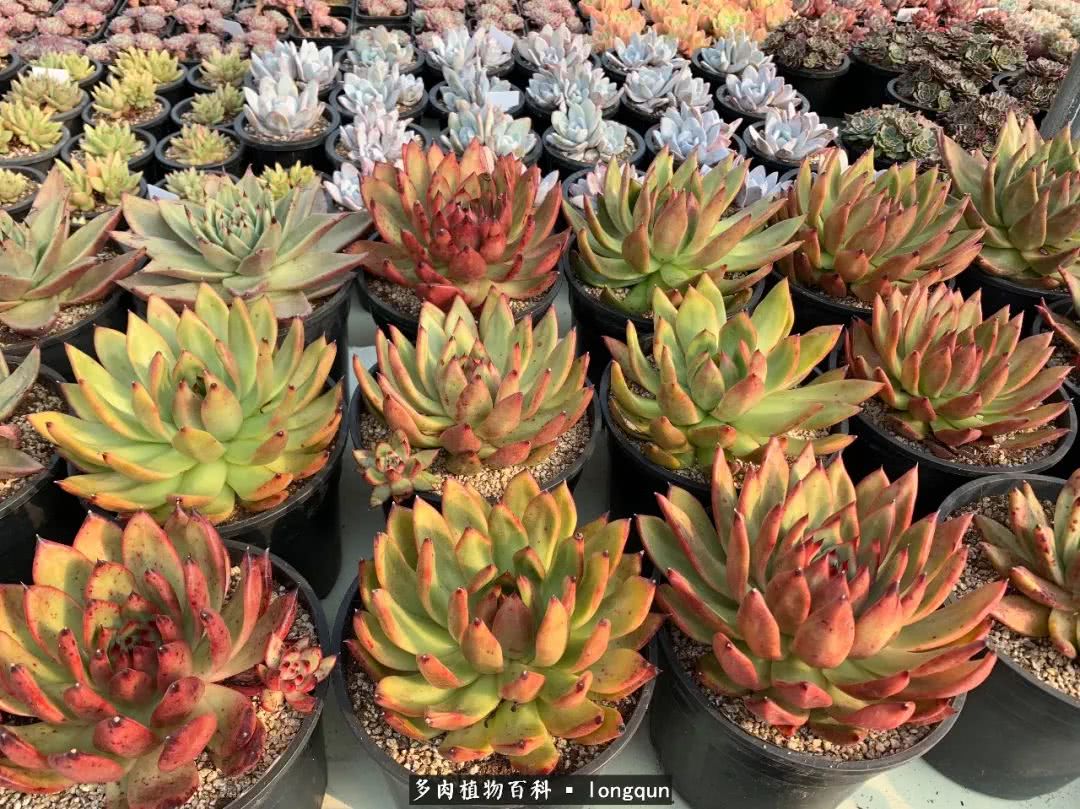 探访韩国肉锥大棚,记一次走访纪录片