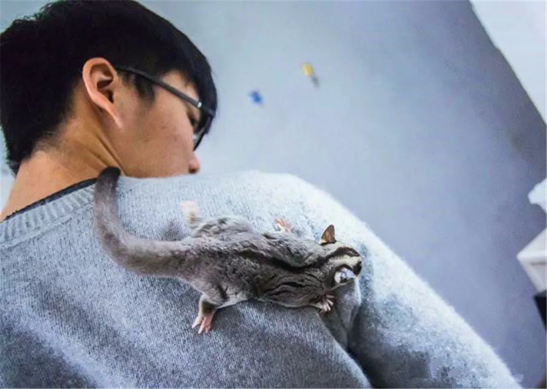 大学生宿舍养猫被发现后猫怎么办,宿舍养猫宿管检查