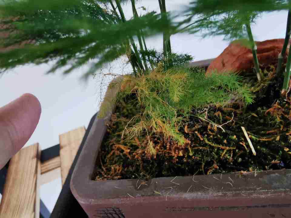 文竹黄叶一定要剪掉，做好“3件事”，新芽不停长，如层层翠云