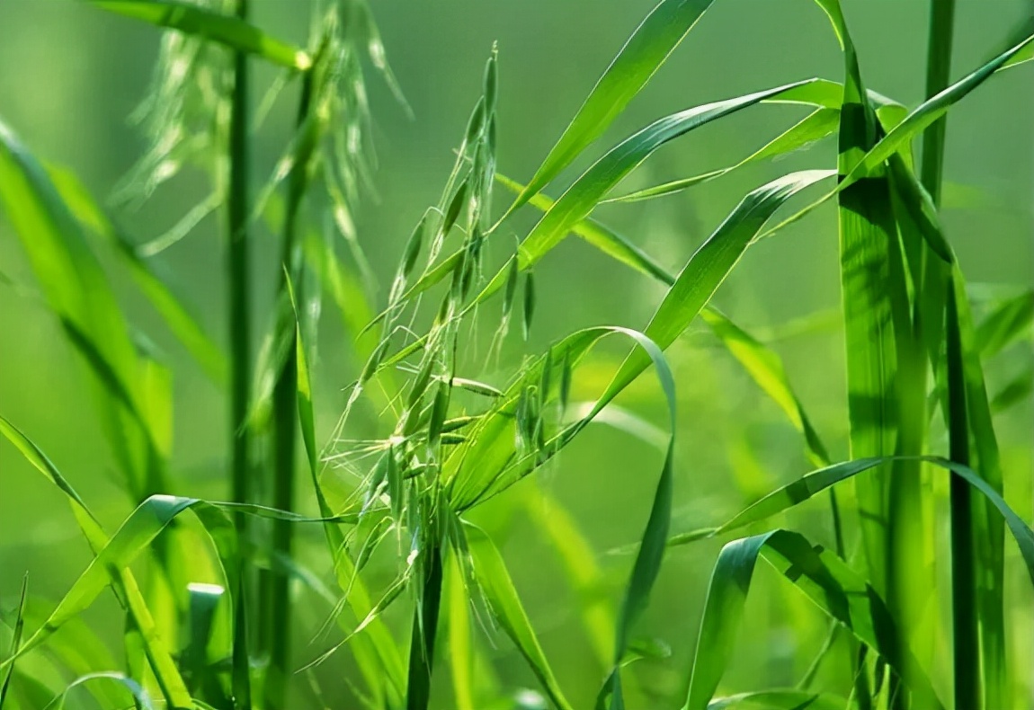 麦田杂草燕麦草,野燕麦危害麦田