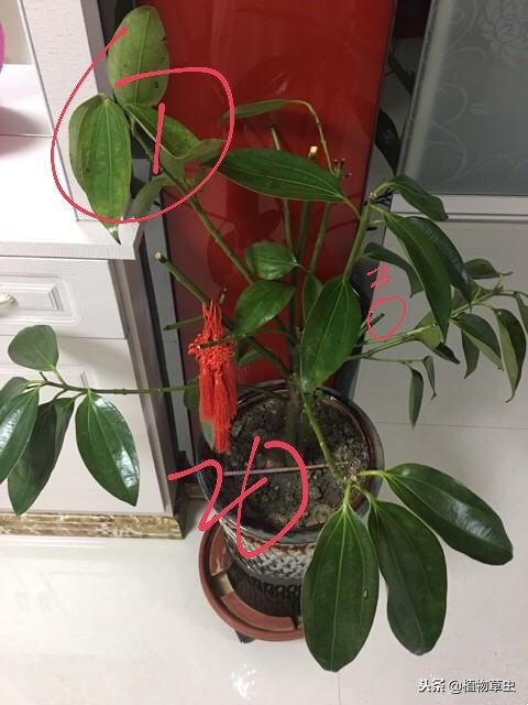 平安树叶子枯萎变干,平安树叶子蔫了为什么