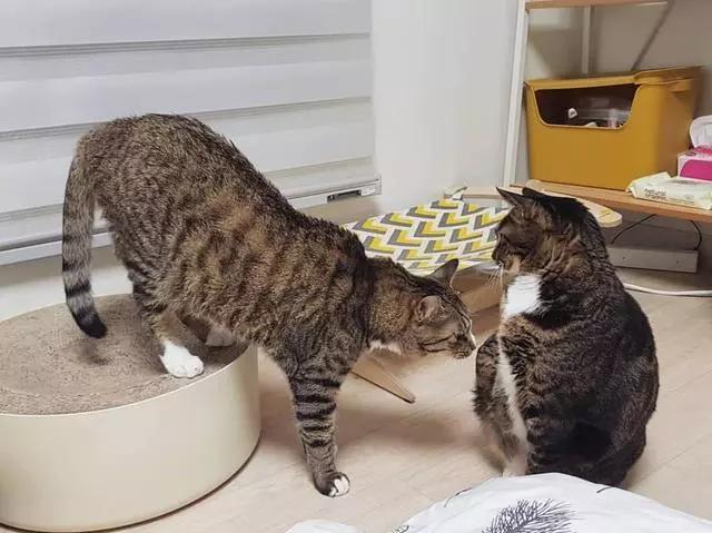 铲屎官常见问题,新手铲屎官发现猫咪拉肚子