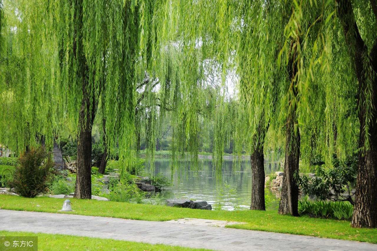 1-3年级春节古诗大全,春节古诗和译文