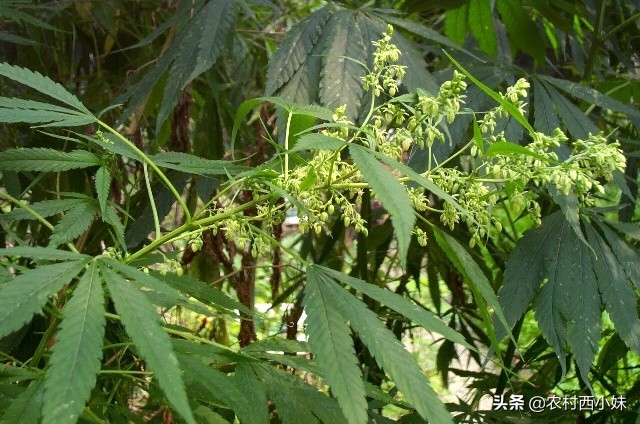 火麻仁的正确采制方法,火麻怎么种植家庭盆栽