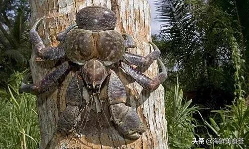 100种不同名字的海鲜,10种常见海鲜大全