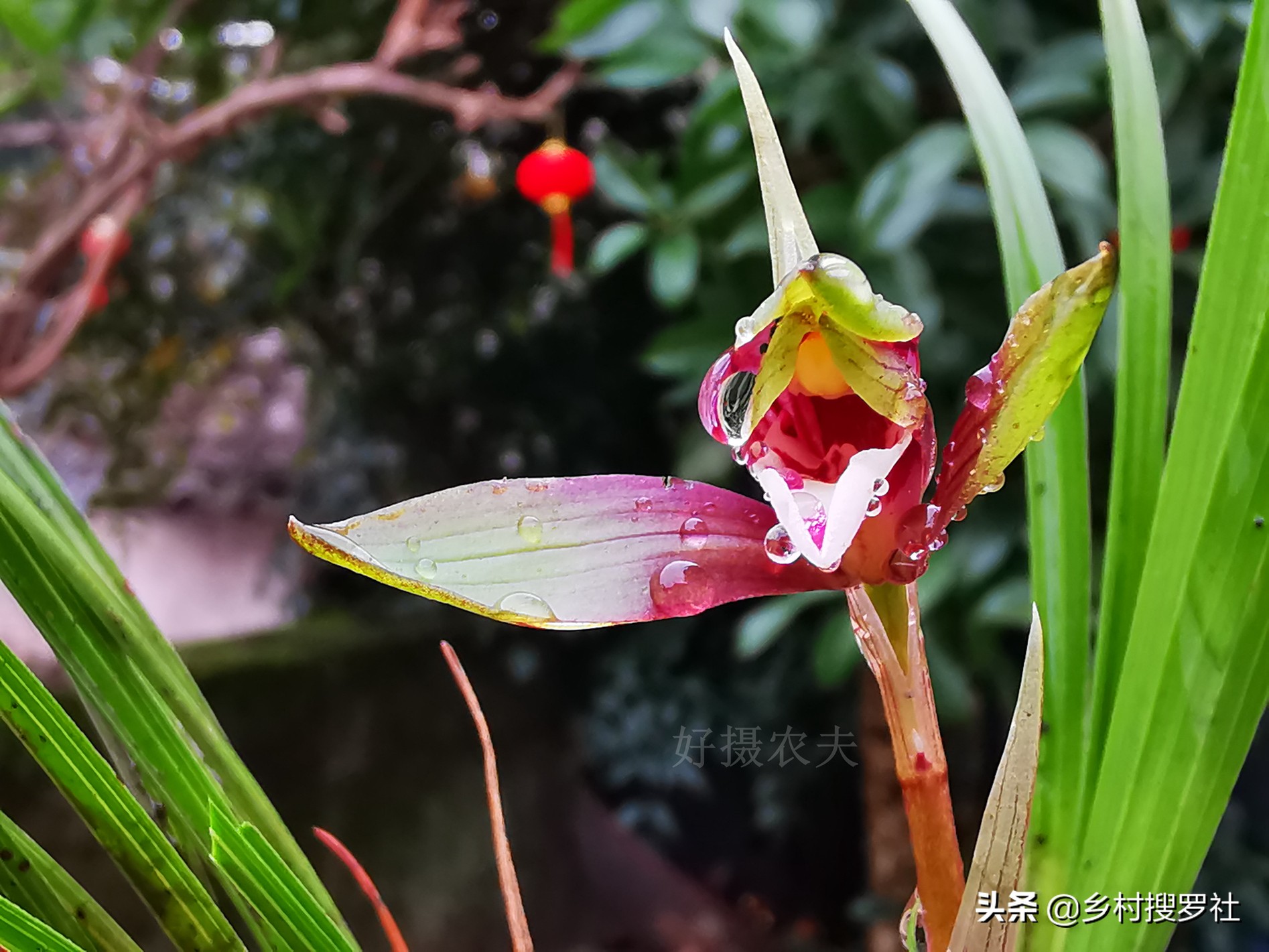 春兰开的都是素花怎么回事,春兰开素花好吗