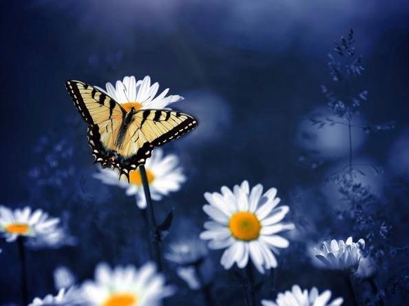 欢乐小金鱼儿,欢乐小金鱼擦炮