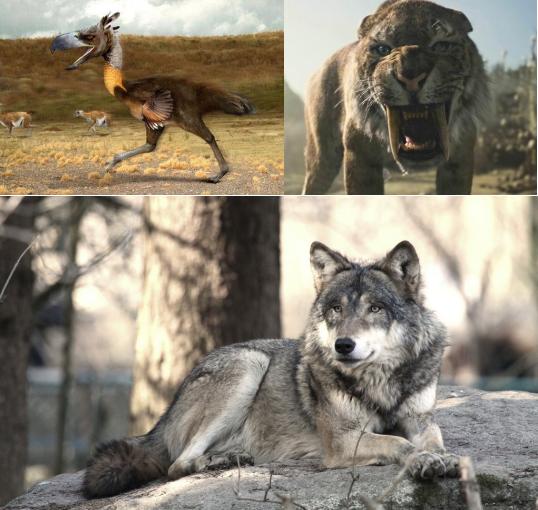 狼食物链顶端,食物链狼的地位