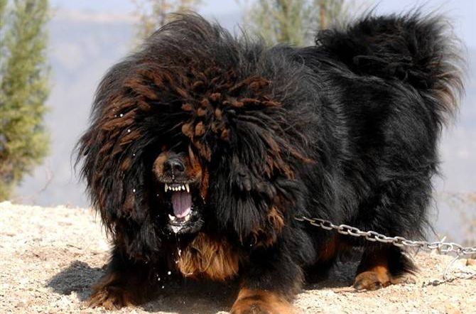 彪是什么？来看看你所不知道的东西系列（第九集）