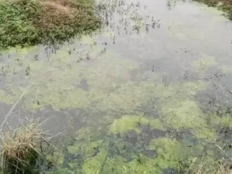 河蟹里面的青苔怎么处理,河蟹塘控制青苔