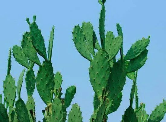 小刺猬植物名称是什么,跟刺猬一样的植物