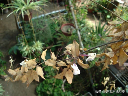 为什么月季一浇水全漏下去了,月季死一半继续养