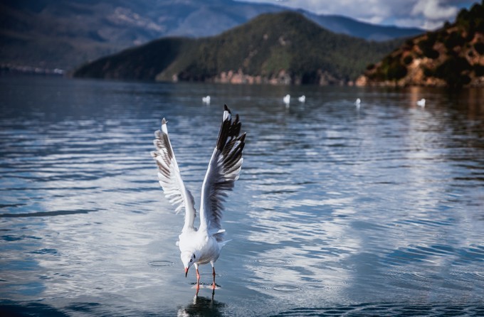 消失的地平线上的“香巴拉”和“女儿国”（二）