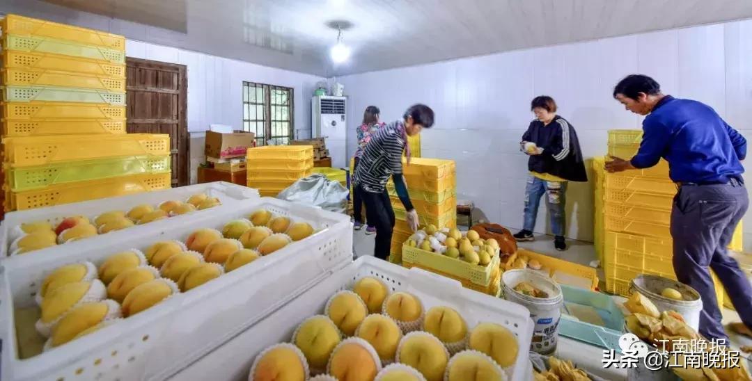 水蜜桃吃了不消化吗,水蜜桃吃了