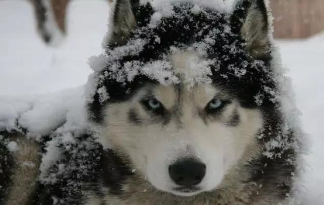 推荐各种狗狗的类型,10种有型罕见的狗狗