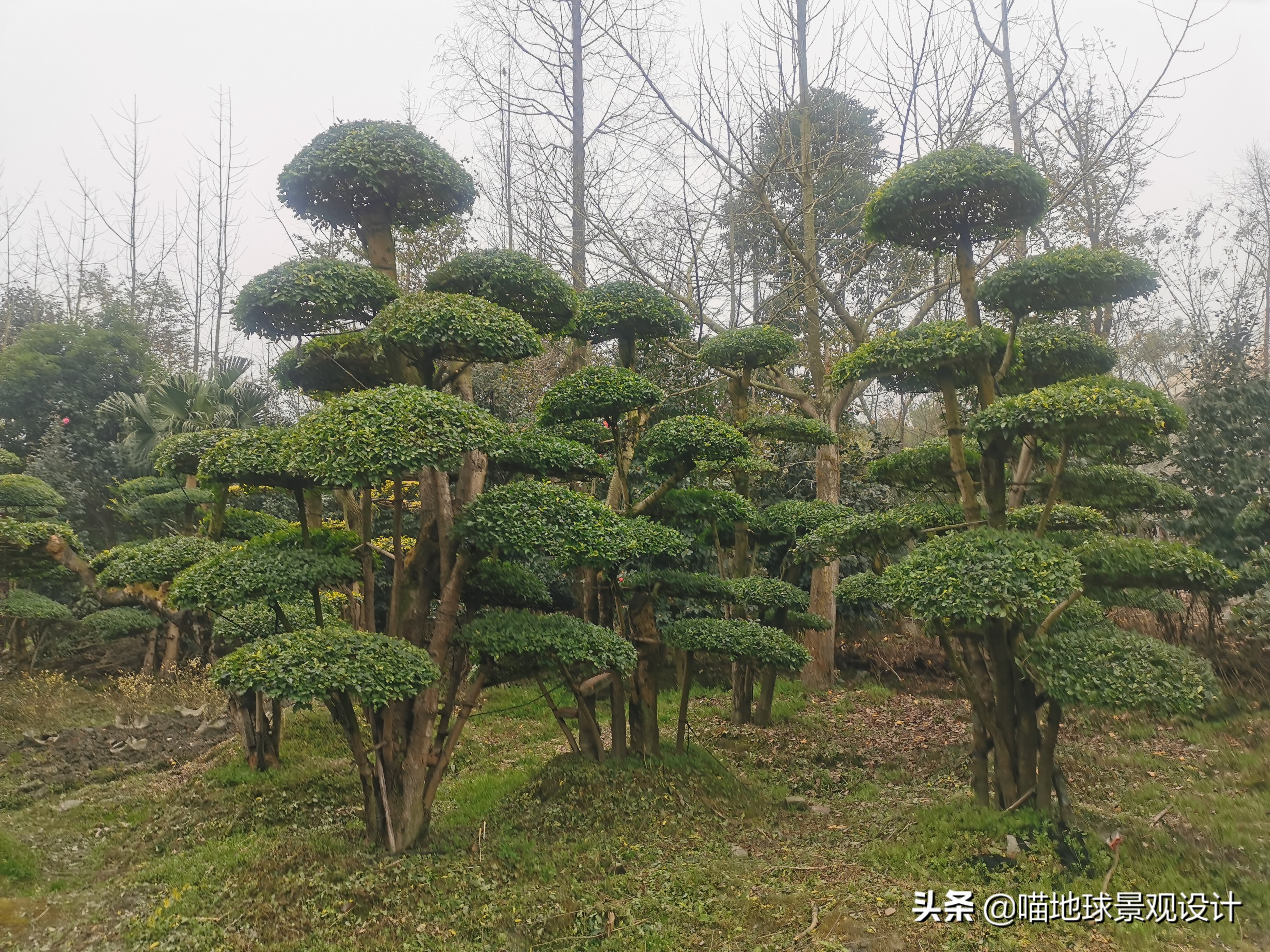 庭院景观设计品种齐全,别墅庭院主景树推荐