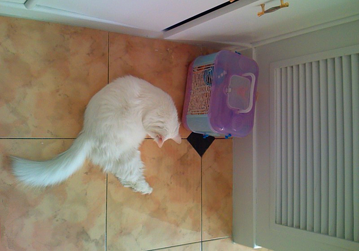 猫咪肾衰用降磷喂食法恢复正常后就是治愈?不,仍需持续控制